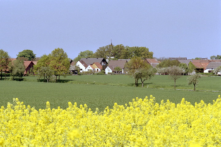 Meiningsen und Raps