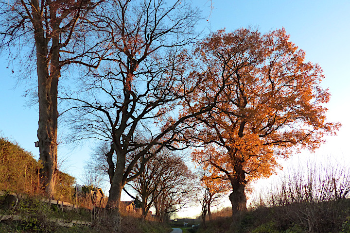 Der Hohlweg im goldenen Abendlicht