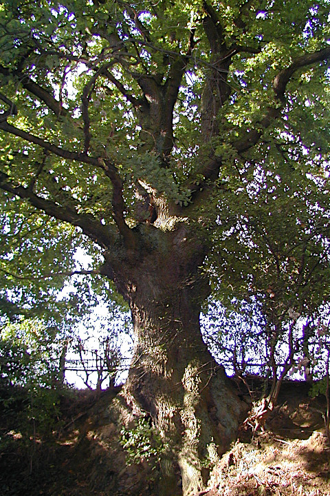 was mag dieser Baum schon alles gesehen haben?