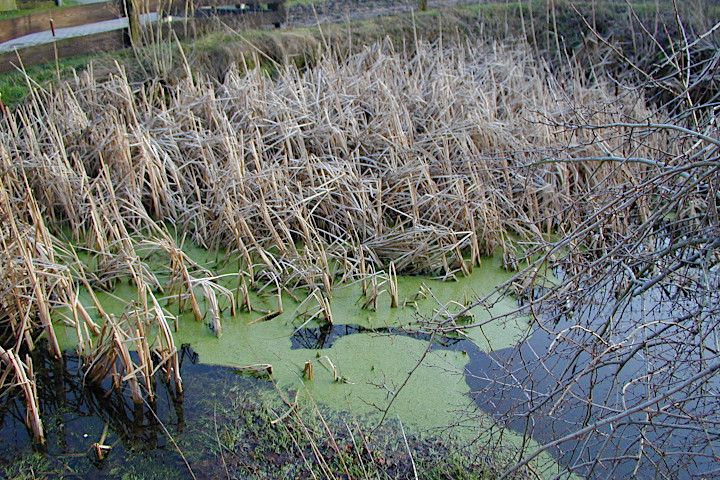 Brüngers Teich