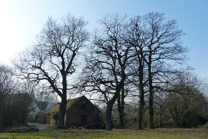 Bäume auf dem Hof Blumendeller