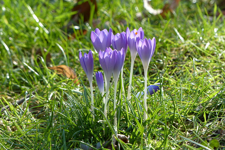 Krokusse in einem Meiningser Garten