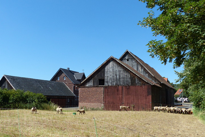 Hof Böhmer mit Schafherde