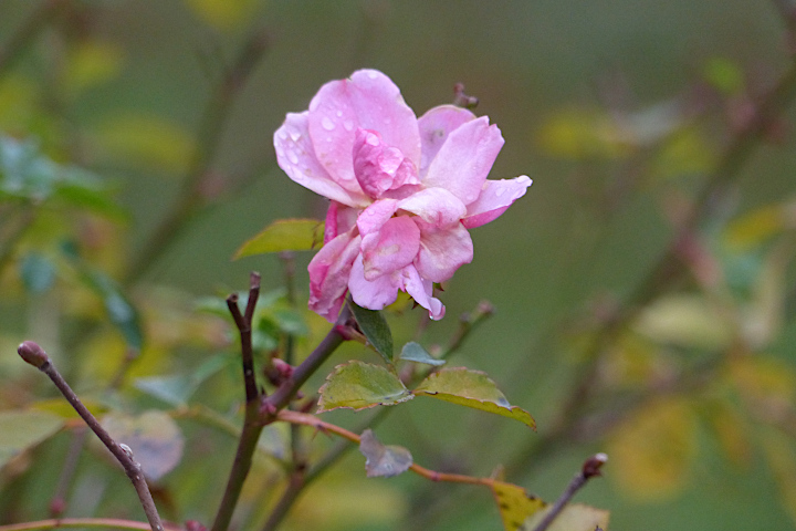 wilde Rose im Januar