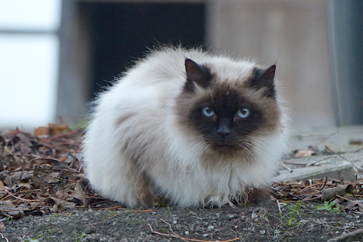 eine schöne Meiningser Katze