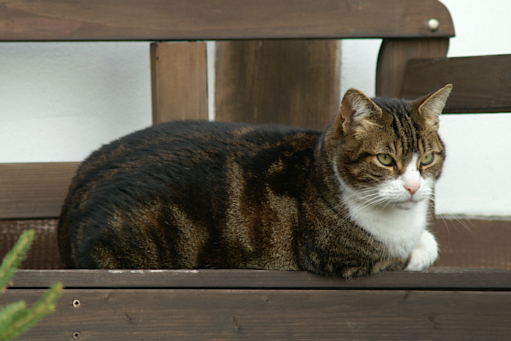 eine schöne Meiningser Katze