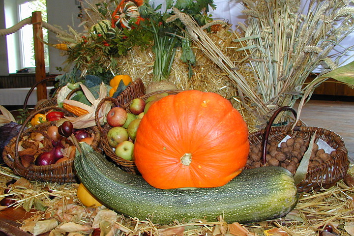 diese prachtvolle Schnecke durfte bleiben