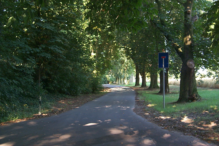 Rosskastanienallee zum Hof Risse