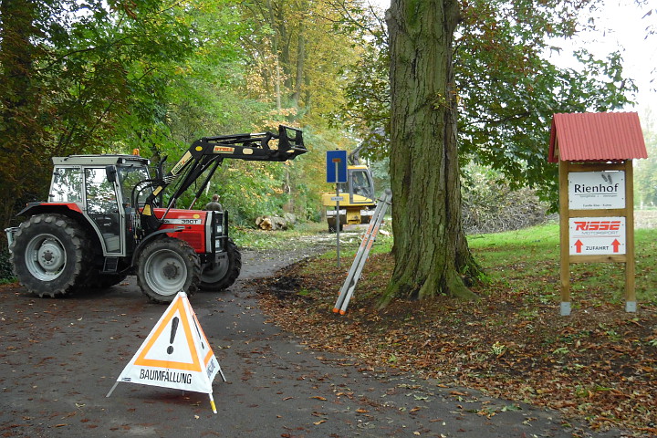 Baumfällung an der Springstraße