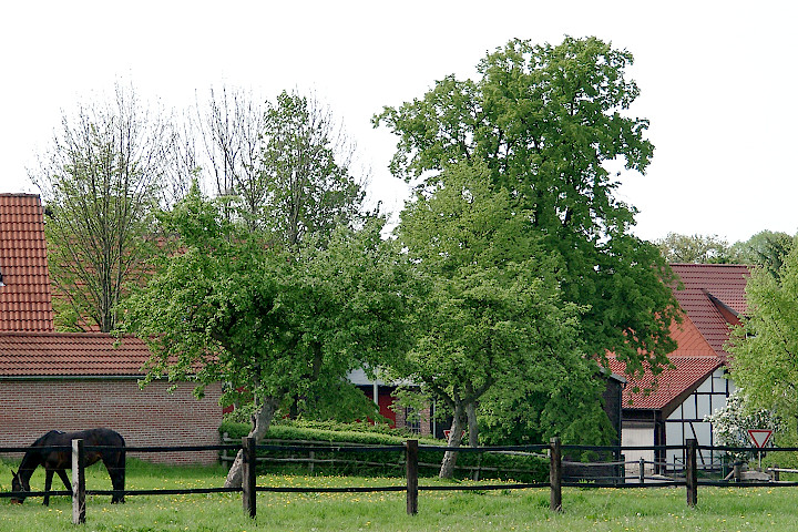 die große Linde vor der Schmiede