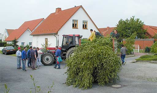 wieviele Bäume auf dem Scwarzen Felde?