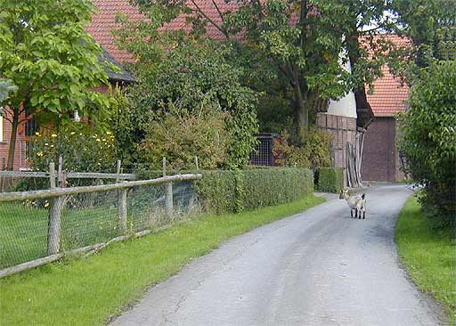 Freilaufende Tiere in Lühringsen am 26.08.2001